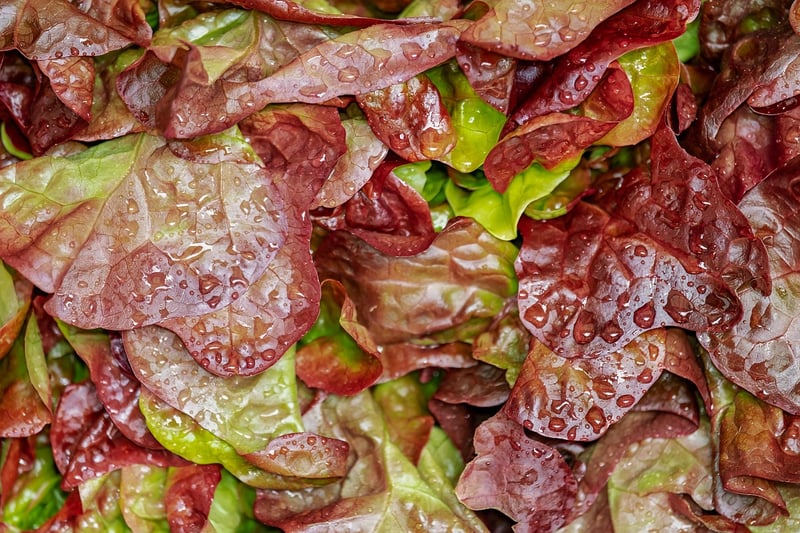 Plant-based salad